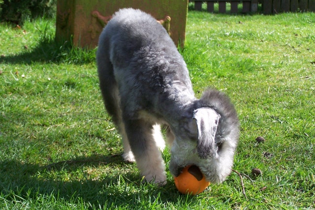 Arc-en-ciel Arlequin 06.04 (12).JPG